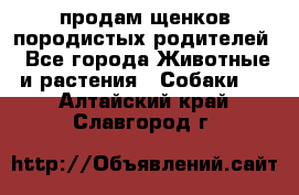 продам щенков породистых родителей - Все города Животные и растения » Собаки   . Алтайский край,Славгород г.